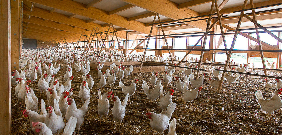 Aussenklimabereich (AKB) Legehennenhaltung GalloSuisse