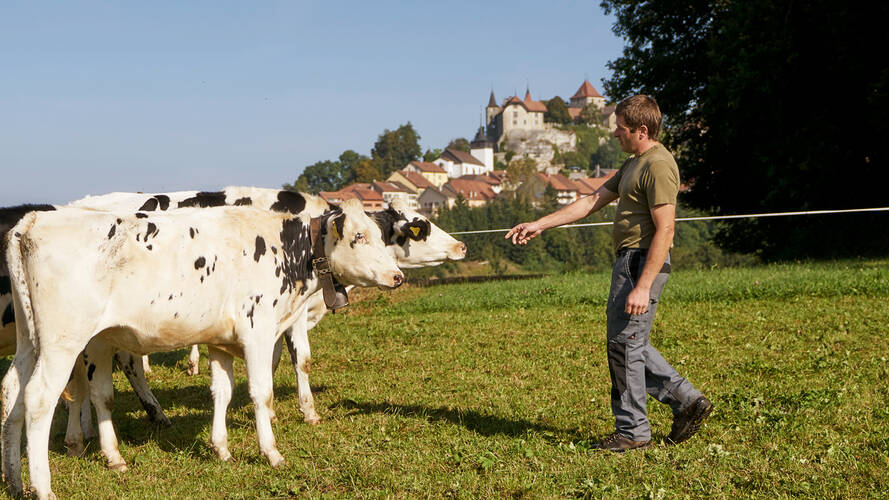 En plus des pondeuses, ((Nom)) élève aussi des vaches.